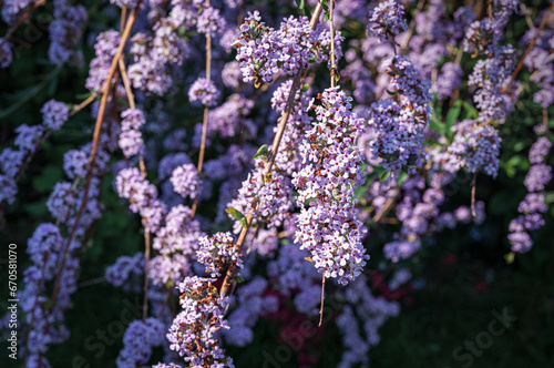 Tiny purple flowers of Buddleja alternifolia shrub branches in early summer close up 3 photo