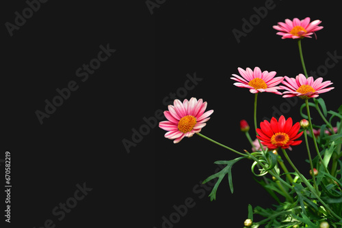 Mothers Day card with red garden marguerites isolated on black background with copy space