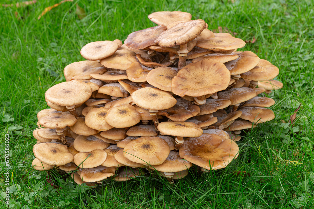 Armillaria Fungus -  Honey Fungus 