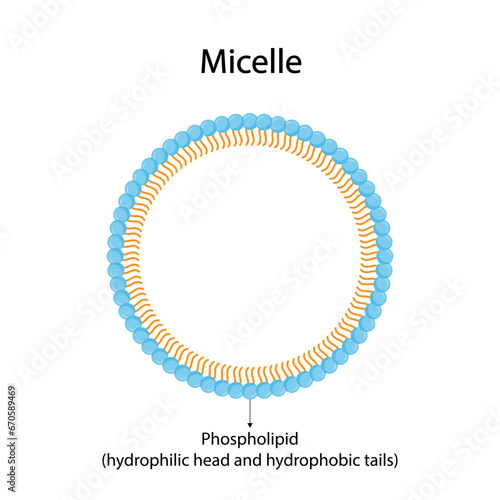 Micelle Structure, Soap Molecule, Micelle Formation. Vector illustration.