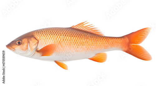 A solitary goldfish with a vivid orange hue isolated on a white background, showcasing its graceful fins and scales.