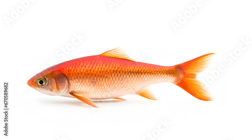 A solitary goldfish with a vivid orange hue isolated on a white background, showcasing its graceful fins and scales.