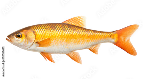 A side view photo of a goldfish on white background.