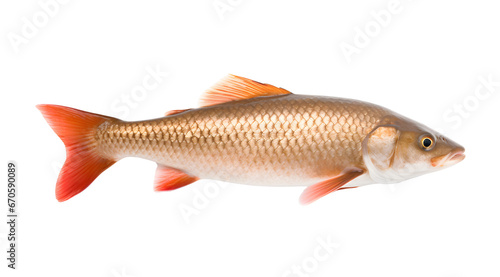 A transparent side view photo of a fish.