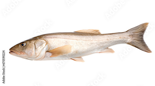 A transparent side view photo of a haddock. photo