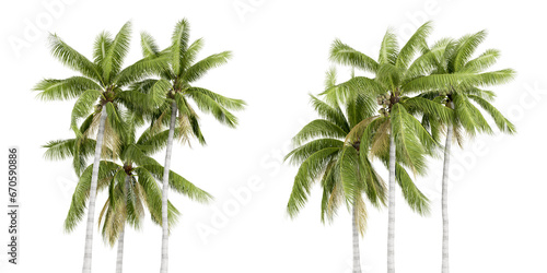 Fototapeta Naklejka Na Ścianę i Meble -  Coconut trees isolated on white background