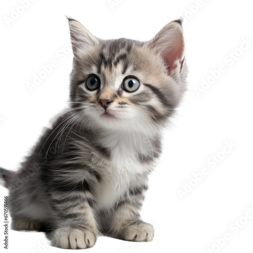 Adorable Kitten Looking Around on Transparent Background