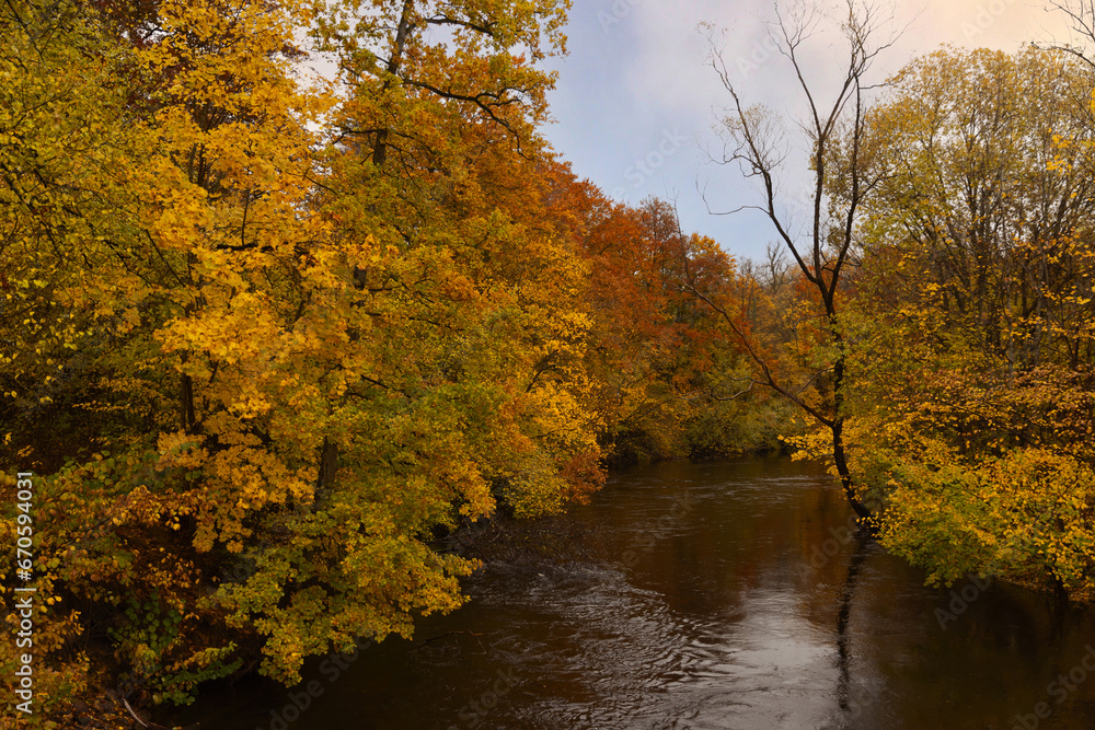 Autumn trees along a forest river.