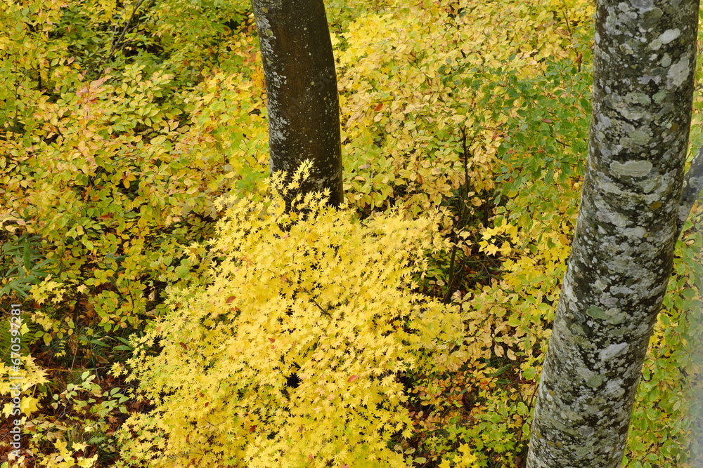 紅葉した木々　Trees with autumn leaves