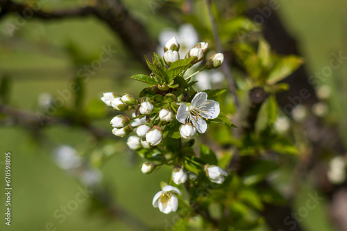 Blossom cherry tree - spring tree - soft focus