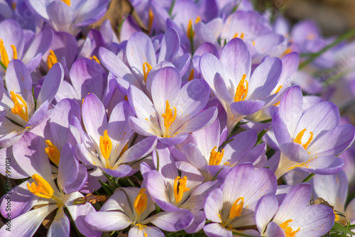 crocus flowers in the garden -  spring flowers © Mira Drozdowski