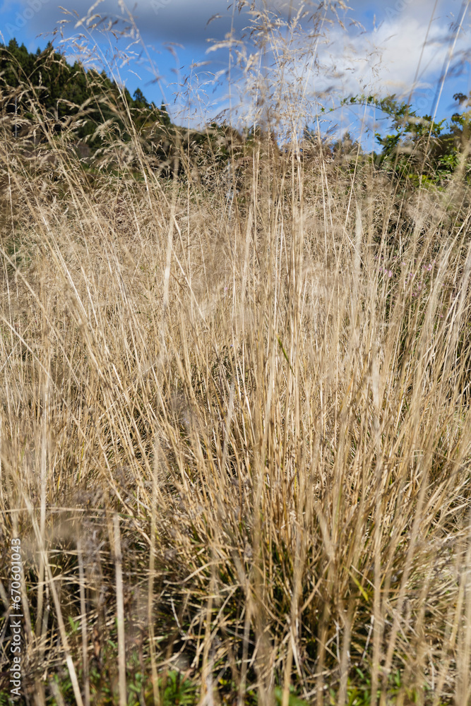 Fototapeta premium 秋の青空の下で金色に揺れるディスカンプシア ゴールドタウ