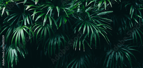 tropical palm leaf texture background  dark green color toned