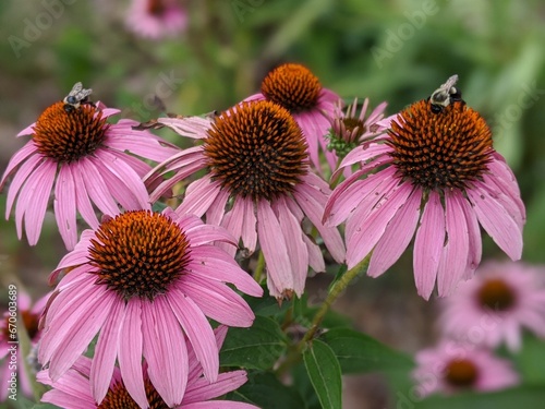 Coneflowers in the garden