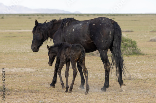 Wild Horse Mare and Foal in the Utah Desert 