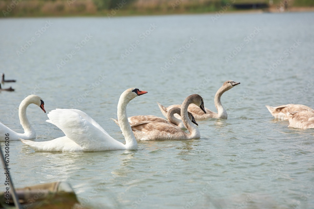 Swan peacefully swimming in a tranquil body of water near a picturesque beach