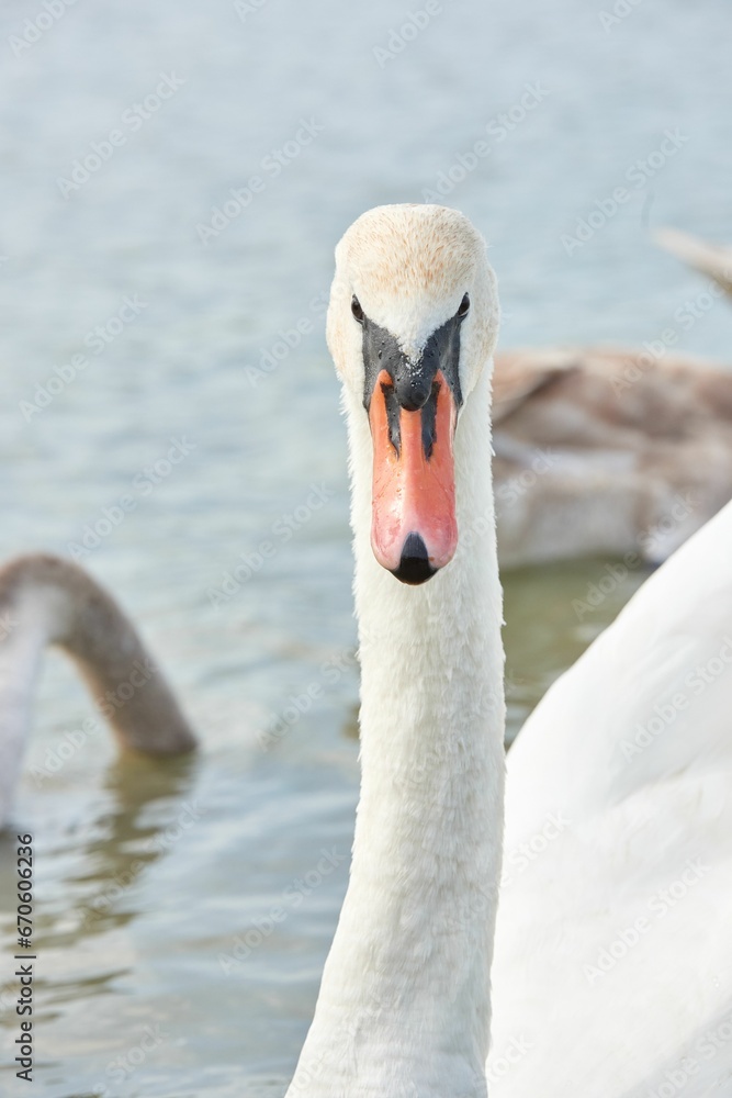 Obraz premium Swan peacefully swimming in a tranquil body of water near a picturesque beach