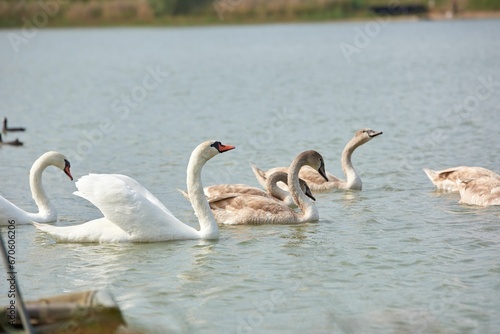 Swan peacefully swimming in a tranquil body of water near a picturesque beach © Wirestock