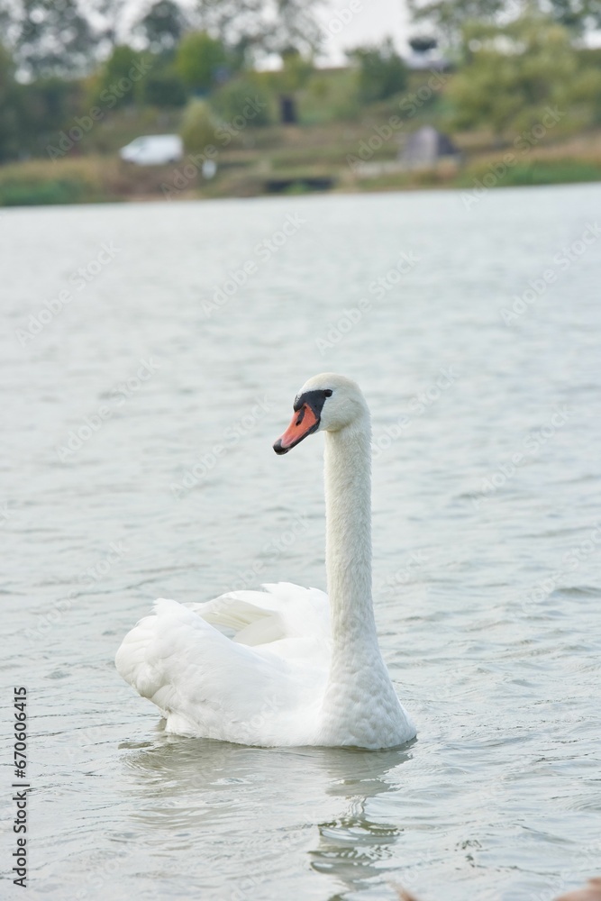Obraz premium Swan peacefully swimming in a tranquil body of water near a picturesque beach