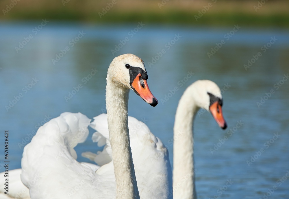 Swan peacefully swimming in a tranquil body of water near a picturesque beach Swan peacefully swimming in a tranquil body of water near a picturesque beach