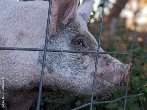 Pig at the farm