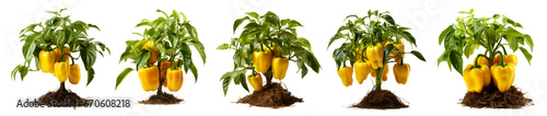 Plant of yellow bell peppers,
