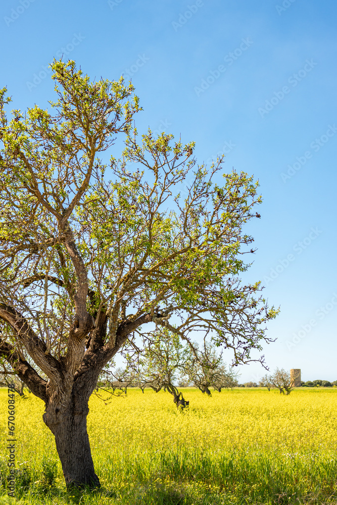 vertical view of an almond tree, in a meadow full of yellow flowers against a blue sky clear of cloudsin mallorca,balearic islands,spain