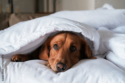 A dog of the Golden Retriever breed lies under a white blanket. Colds in autumn and winter. A sleeping dog lies under a blanket, the house is cold, the heating is on.