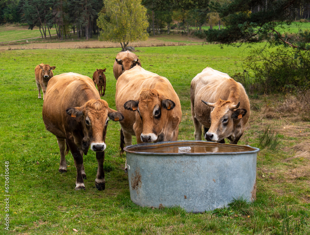 Φωτογραφία Vaches autour d'un abreuvoir, Aubrac, Lozère, France