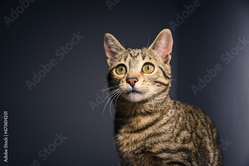 Portrait of a six month old kitten