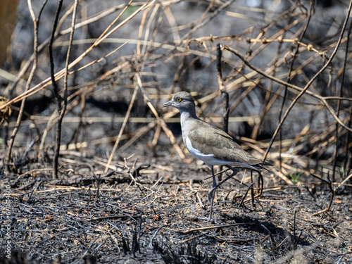 Senegal Lapwing foraging on the ground in Serengeti plains, Tanzania photo