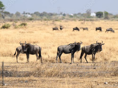 Wildebeests in the great plains of Serengeti  Tanzania  Africa