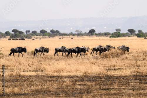 Wildebeests in the great plains of Serengeti ,Tanzania, Africa © FotoRequest