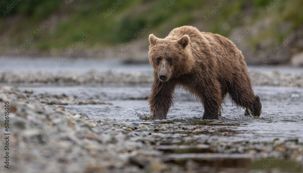 Fototapeta premium A brown or grizzly bear fishing for salmon in Katmai, Alaska 