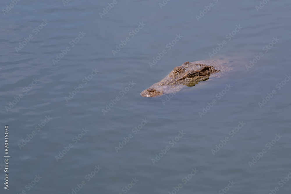 Obraz premium Close up head crocodile is show head in river at thailand.(focus eye)
