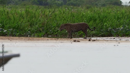 Jaguar, Panthera onca, a big solitary cat native to the Americas, hunting along the river banks of the Pantanl, the biggest swamp area of the world, near the Transpantaneira in Porto Jofre in Brazil. photo