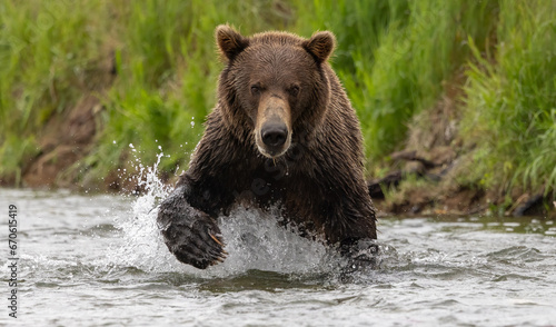 Valokuva A brown or grizzly bear fishing for salmon in Katmai, Alaska
