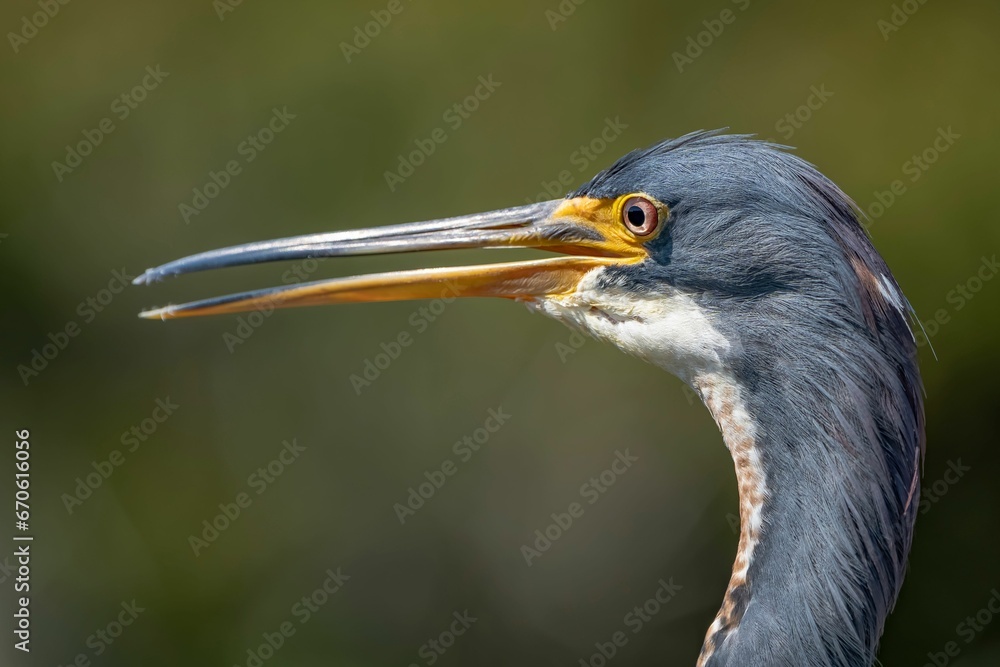 Closeup of a vibrant Anhinga with a blurry background Closeup of a vibrant Anhinga with a blurry background