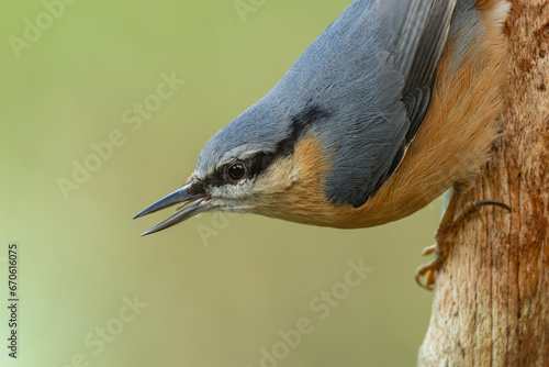 European nuthatch climbs down the tree trunk. It is a short-tailed bird with a long bill. Its preferred habitat is mature deciduous or mixed woodland with large, old trees, preferably oak. 
