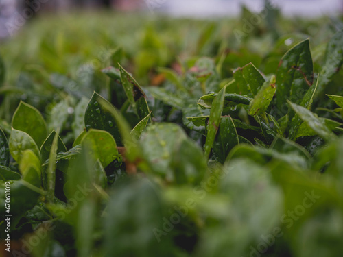 Wet leaves