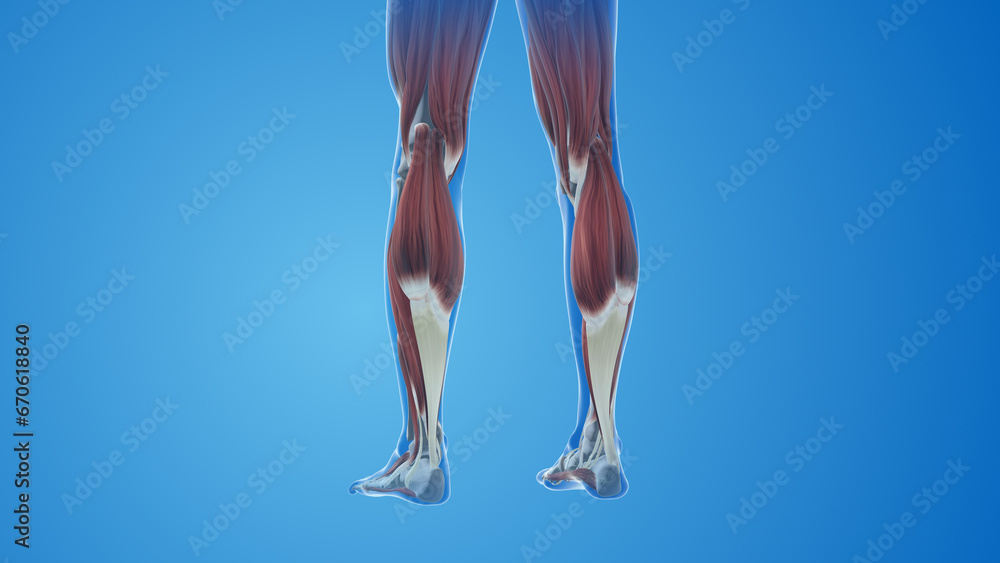 Gastrocnemius Muscles pain and injury