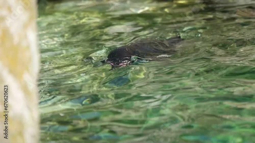 penguins of gumboldt swimming photo