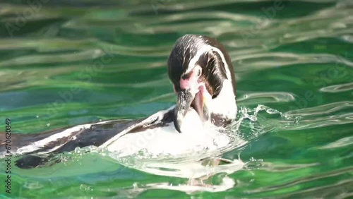 penguins of gumboldt swimming photo
