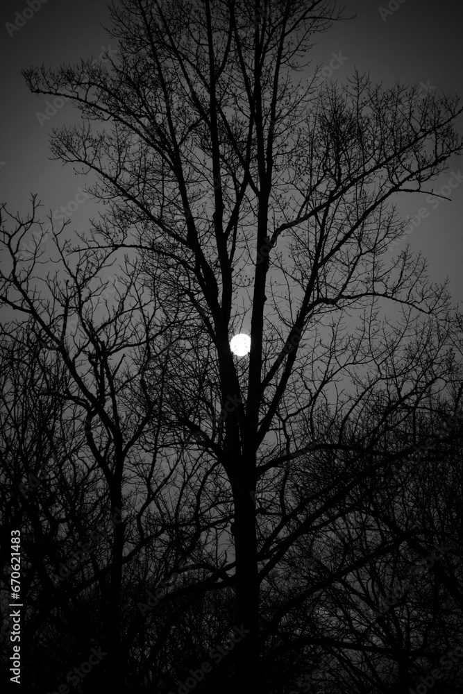 Halloween Themed, Dark Silhouette Trees and Moon Glow Halloween Themed, Dark Silhouette Trees and Moon Glow