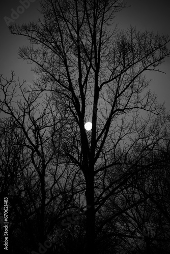 Halloween Themed, Dark Silhouette Trees and Moon Glow © Ruth P. Peterkin