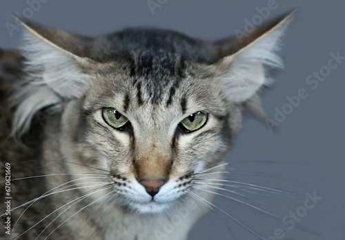 Porträt einer Orientalischen Langhaar Katze photo