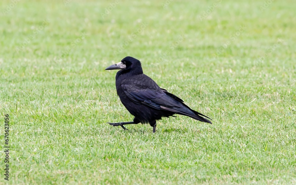 Closeup shot of a black rook bird on a grassy green field Closeup shot of a black rook bird on a grassy green field