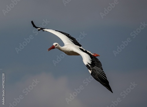 Beautiful shot of a majestic white stork flying through the sky