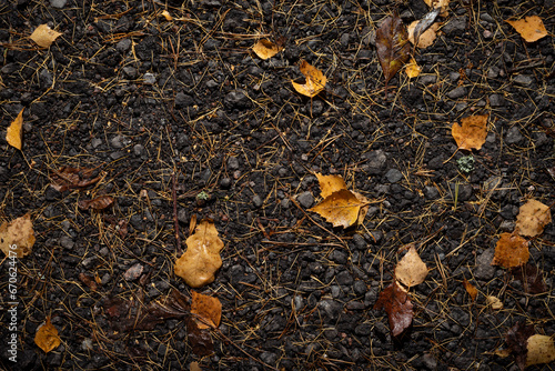 Road asphalt texture with leaves