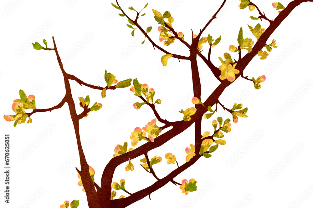 Ilustracja gałęzie kwitnący konar ukwiecone drzewo na białe tło. - obrazy, fototapety, plakaty 